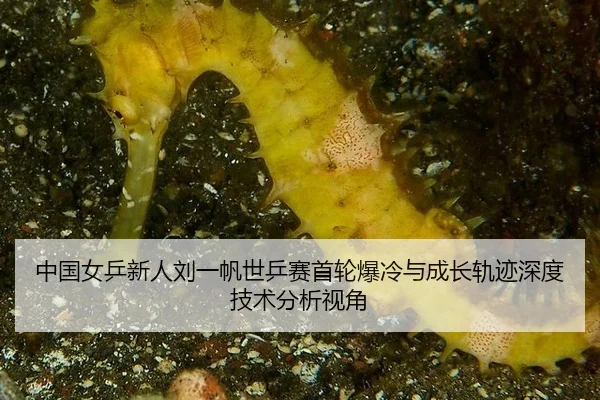 zhong-guo-nv-ping-xin-ren-liu-yi-fan-shi-ping-sai-shou-lun-bao-leng-yu-cheng-zhang-gui-ji-shen-du-ji-shu-fen-xi-shi-jiao-2-477.jpg